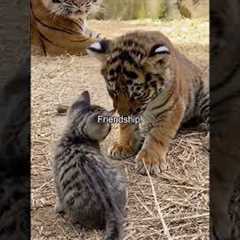 Unlikely Animal Friendships 🥹💕#animallovers #friendship #animals #cute #help #hopecore #foryou