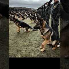 K9 Hero Training: Unbelievable Dog Training Exercises!