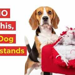 How to Make Your Dog Obey Instantly: Secret Professional Training Tips