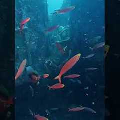 Wreck diving course in action. #scubadiving #watersport #underwater #underwateractivities