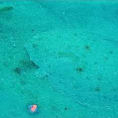 LIVE BAIT CAM! Reveals What Really Happens Under Florida Piers! CRAZY!