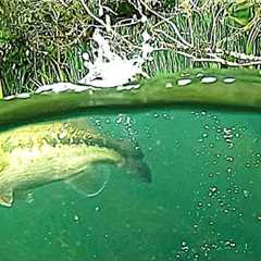 BIG BASS Fishing with UNDERWATER CAMERA! Aqua View!!!