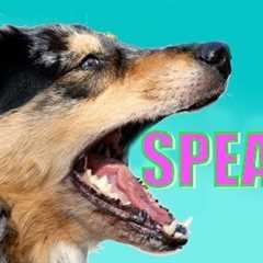 Easy, Dog Trick: How to Teach your Dog to Speak or Bark When you Ask.