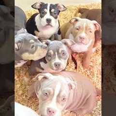 #dog #facts #shorts #dangerousdogs