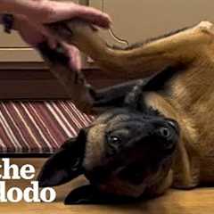 Rescue Dog Learns To Trust Again With Help From Her Grandparents | The Dodo