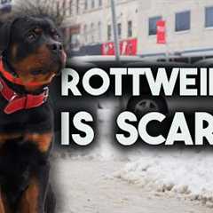 How I train dogs in the city with Max the Rottie