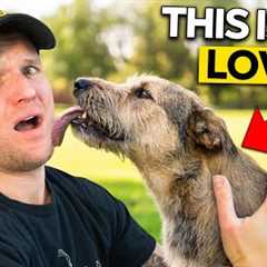 5 Things a Dog Does You Interpret TOTALLY WRONG!