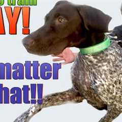 How to Teach your Dog to STAY- NO MATTER WHAT!