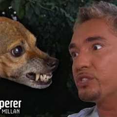 How to Tame an Aggressive & Possessive Dog! | Dog Whisperer with Cesar Millan