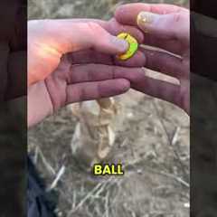 Fishing for Trout with Powerbait! Have you tried this?