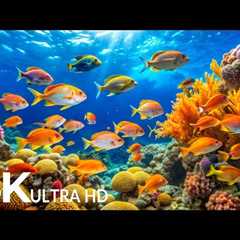 DREAM AQUARIUM 4K - Marine Life, Sea Animals and Coral Reef - Fish Tank Sounds for Deep Sleep #64