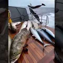 Fish Keep “Boarding” the Boat—Arapaima, Grouper, Tuna, Sailfish… Chaos! 😱