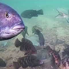 Incredible Underwater Drone Video - Fish Attacking Jigs!