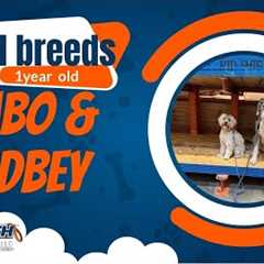 🐶🦮Off leash Dog Training / Obedience Training 🦮🐶