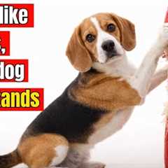 How to Make Your Dog Obey Instantly — Trainers Don’t Want You to Know This