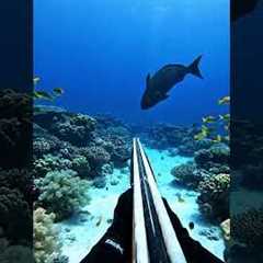 Spearfishing Adventure | Catching Big Fish in the Ocean #4kwildlife #fishingadventure #fishing