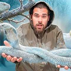 My Reptiles Are FREEZING!