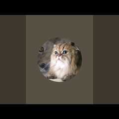 1/24/26 #1 Beautiful Mainecoon Cat Bath / PT324//30