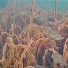 Ice Fishing with an Underwater Camera! I can't believe I caught THIS Fish!
