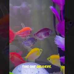 Top 3 Bulletproof Beginner Fish Fast Guide! #aquarium #fishcare