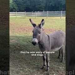Rescue Pit Bull Finds Unlikely Best Friend in a Donkey | The Dodo