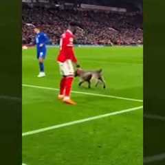 Dog Fires the Perfect Pass! 🐕⚽🔥 #football #soccer #funnymoments