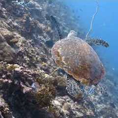 Underwater Paradise | Scuba Diving in the Maldives 🪸