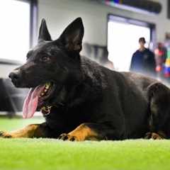 K9 Kylian - Your next Champion and Protector 🏆