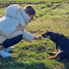 Hit by Car and Unable to Walk, Dog Found Helpless by the Road