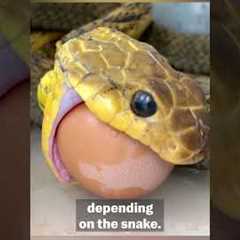 How To Properly Care for a Pet Snake | Pet Pointers