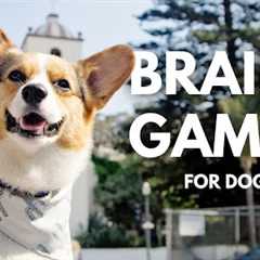 Simple Mental Stimulation Exercises For Dogs