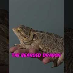 The five best reptiles for beginners. #reptiles #beardeddragon #leopardgecko #cornsnake