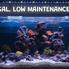 Fish Tank Maintenance: How to Have a Nearly Maintenance Free Tank! JBJ Rimless Tank Set up and Build