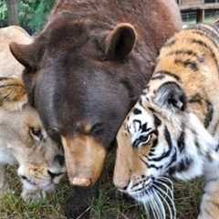 25 Unlikely Animal Friendships That Are Just Too Adorable (Ft. Epic Wildlife)