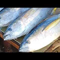 The Story of Fresh Tuna: From Fisherman to Market, cut by experts, ends up on the Dinner Table.