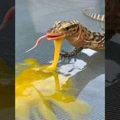 Lizard Eats Egg!🦎🥚#quincemonitor #lizard #lizards #reptile #reptiles #animal #animals #egg #fyp