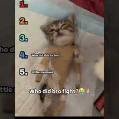 Ranking Best Cat Videos Part 3!  #funny #cat  #cute