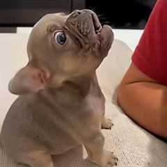 Cute PUPPIES Caught Being Absolutely RIDICULOUS! 🤣 Funny Animals Video
