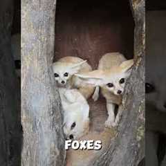 4 Illegal Pets You Can Actually Own