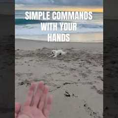 Simple commands for your dog #training #dogvideos #funny #cutedog #puppies