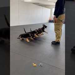 German shepherd k9 puppies training #k9 #k9training #germanshepherd #dog #dogshorts #fypシ #trending
