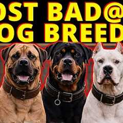 A Professional Dog Trainer's Top 5 Most Intimidating Dog Breeds
