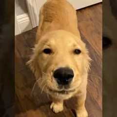 The Happiest Dog I’ve Ever Seen! 😂