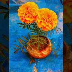 How to marigold flower care 🪴#gardening #plants #shorts