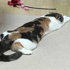 The Funniest CATS of 2026 So Far 😂 NEW Funny Cat Videos 2026