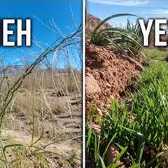 I Found the Missing Link to My Desert Forest