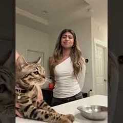 I’ll get it right next time jasper 🥲 #cat #grwm #funny #cats #4urpage #fypシ