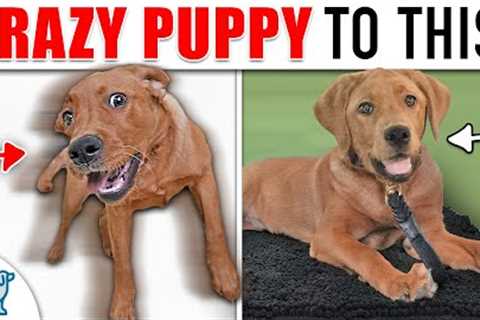 Your “Wild and Crazy” Puppy Needs To Learn THIS!