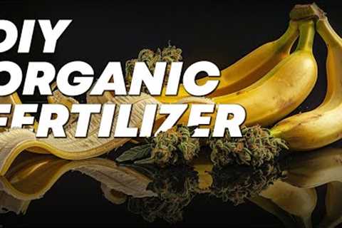 How to make FFJ Organic Fertilizer |   Fast Buds