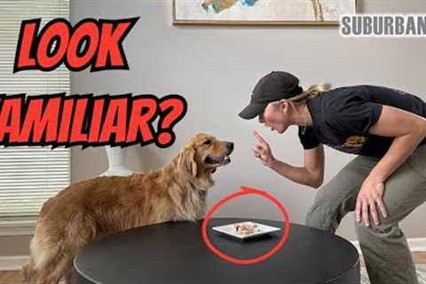 How To Stop Your Dog From Counter Surfing! Dog Training Tips!